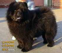 chow.chow.ru Tyagunov
