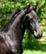annekesfriesians.com Tylour