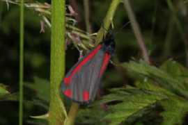 parfaitimage.com Tyria