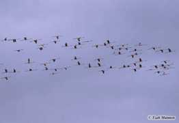 israbirding.com Tzah