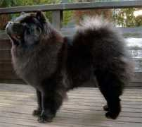 chowswho.free.fr Tzung