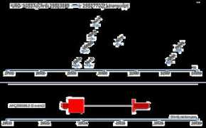 atlasgeneticsoncology.org Ubd