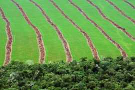 .folha.uol.com.br Ubirata