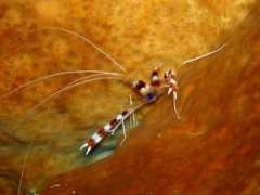 Udang