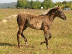 mountainhorseeurope.com Udini