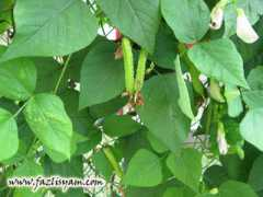 fazlisyam.com Ulaman