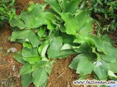 fazlisyam.com Ulaman