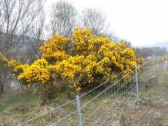 Ulex