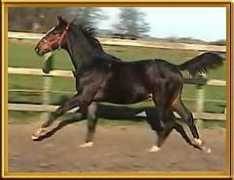 sporthorsegallery.equinnovation.com Ulian