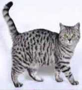 bestofbreeds.com Ullani