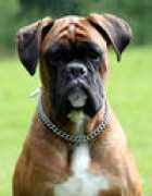 boxer-leipzig.de Ullani