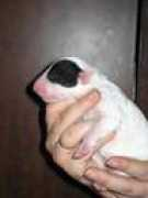 simbalbull.narod.ru Undina