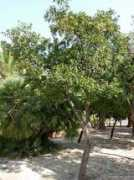 garden-en.com Unedo