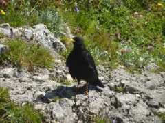 mein.salzburg.com Untersberger