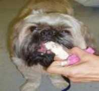 getalifepetrescue.com Upani