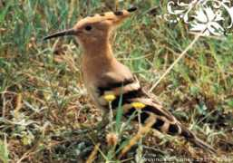 Upupa