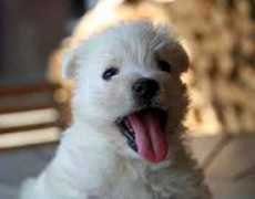 dogswelpen.eu Urlike