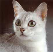 catouweb.free.fr Urmilla