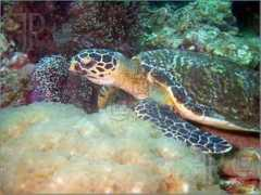 featurepics.com Urtle