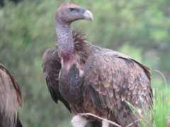rarebirdspain.net Usategui