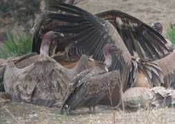 rarebirdspain.net Usategui