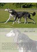 windhund.de Ustara