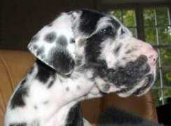 iskandardogue.com Usur