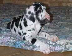 iskandardogue.com Usur