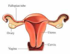 medicalterms.info Uterus