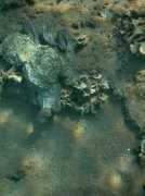 billeder.n3po.com Vaben