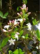 fotka.atlasrostlin.cz Vachna