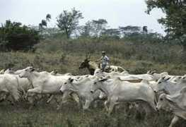 ddbstock.com Vagueiro