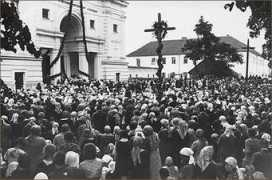 Vaidilute