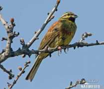 naturephoto-cz.com Vakarina