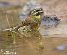 naturephoto-cz.com Vakarina