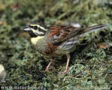 naturephoto-cz.com Vakarina