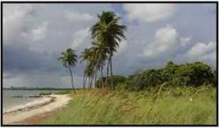 abettersouthflorida.org Vakey