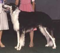 aldemoor.borzoi.net Valadimir