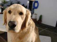 sangrefria.com Valdanito