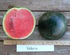 vegetables.wsu.edu Valdoria