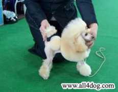 all4dog.com Valentyno