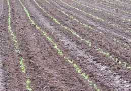 fermedupatuet.fr Valeriane