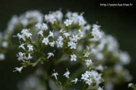 yoann.hue.free.fr Valeriane