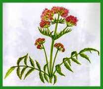 lepetitherboriste.net Valeriane