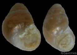 gastropods.com Vallei