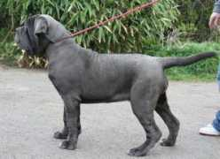 vallinomastino.co.uk Vallino