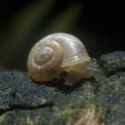 habitas.org.uk Vallonia