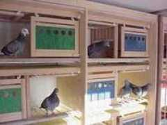 cbspigeon.com Vanelsacker