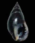 gastropods.com Vanessae