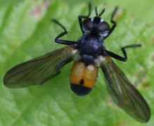 aramel.free.fr Vanmeerbeeck